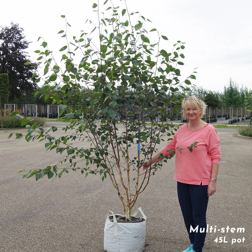 Betula utilis jacquemontii Multi Stem Tree - Image 8