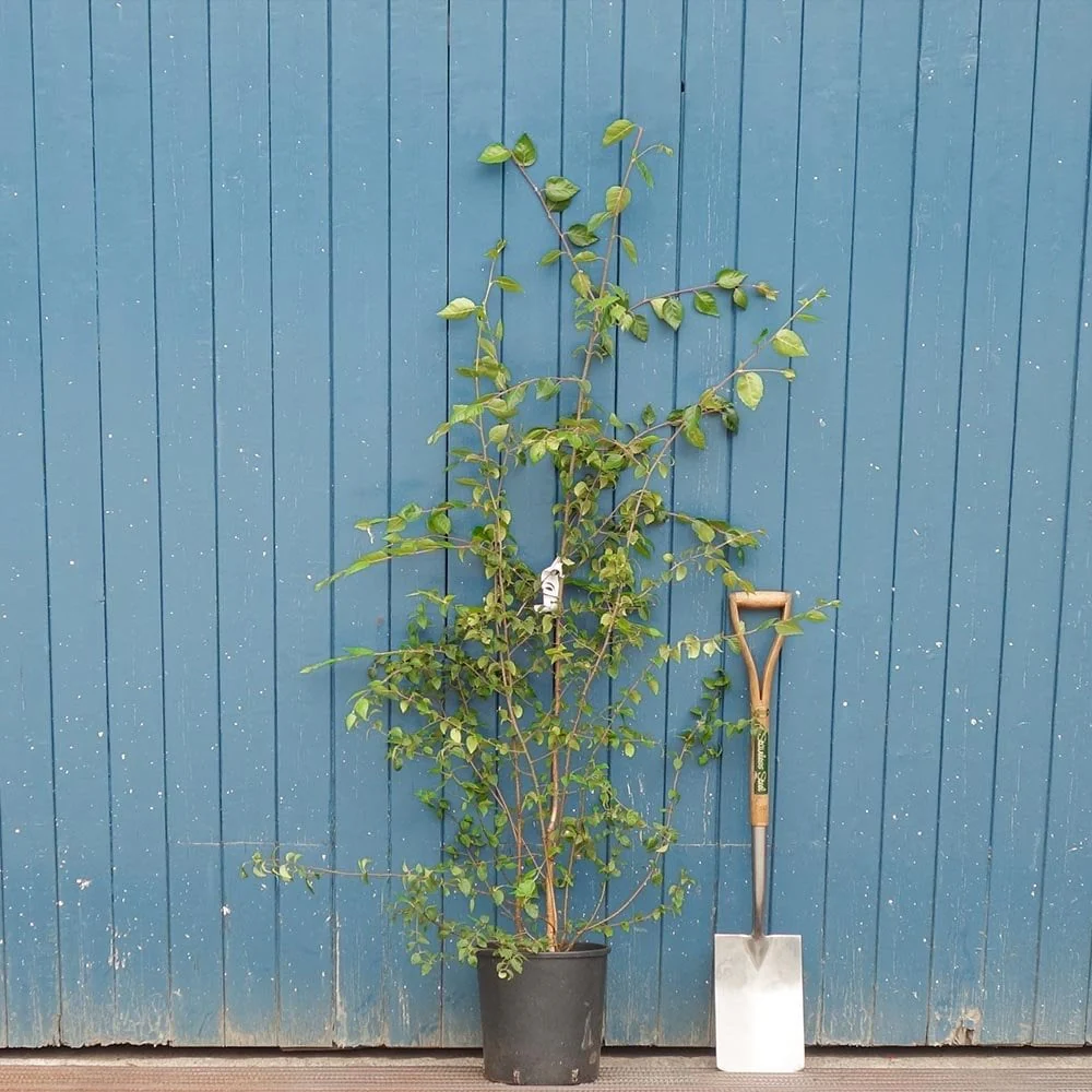 Betula utilis jacquemontii 'Snow Queen' Multi Stem Tree - Image 5