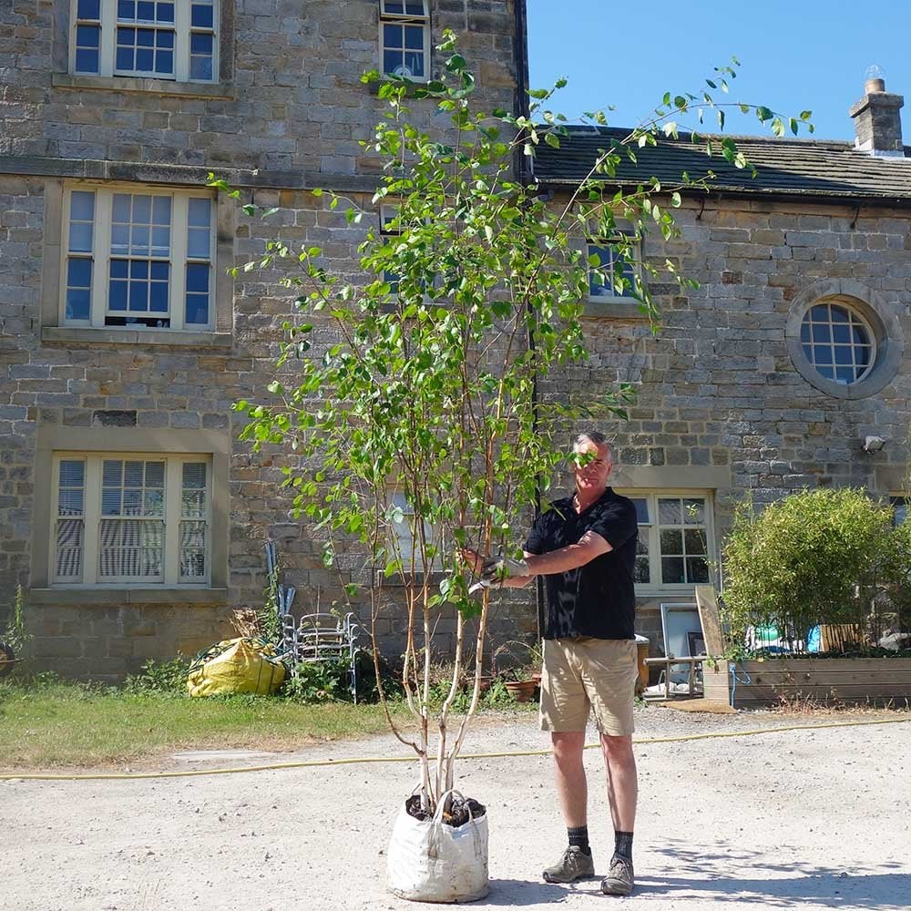 Betula utilis jacquemontii 'Snow Queen' Multi Stem Tree - Image 7