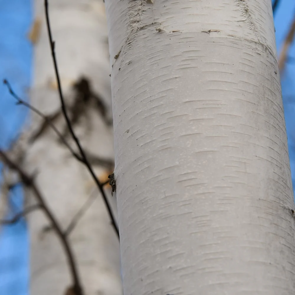 Betula utilis jacquemontii 'Snow Queen' Tree - Image 4