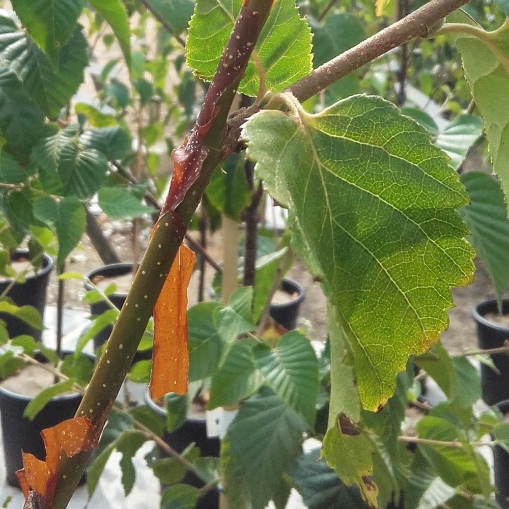 Betula utilis 'Nepalese Orange' Tree