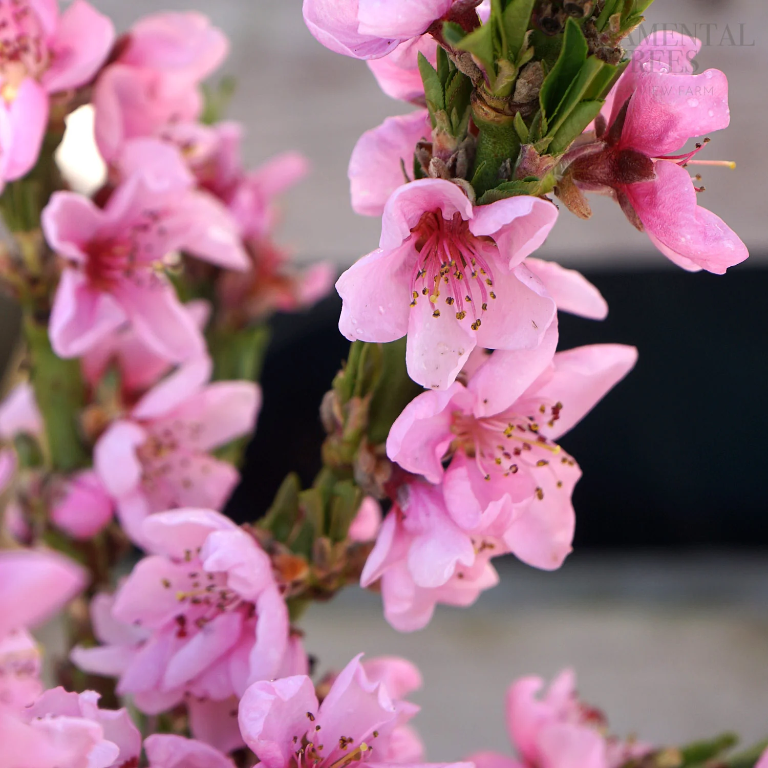 Peach 'Bonanza'