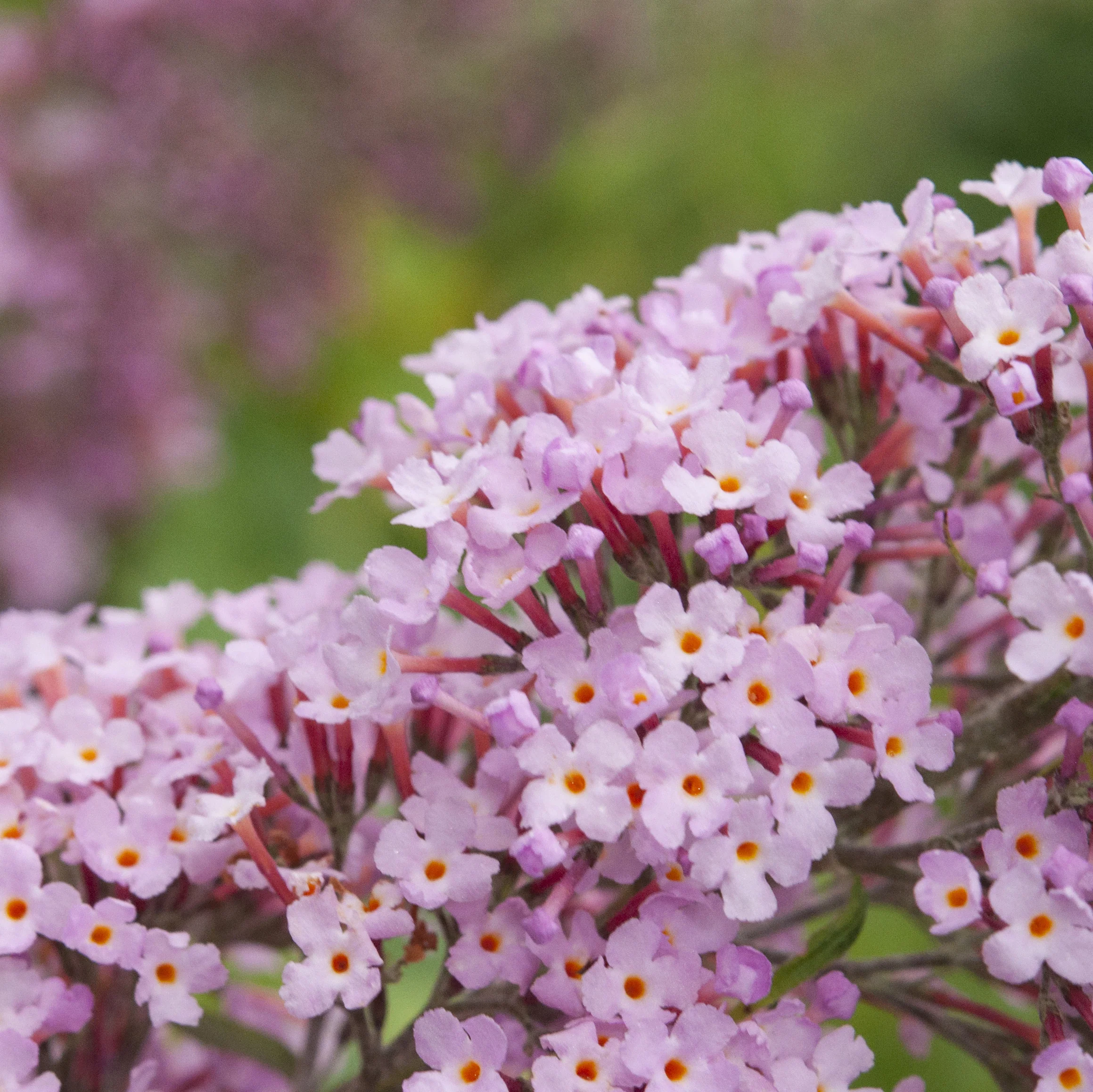 Buddleja 'Pink Delight' Shrub
