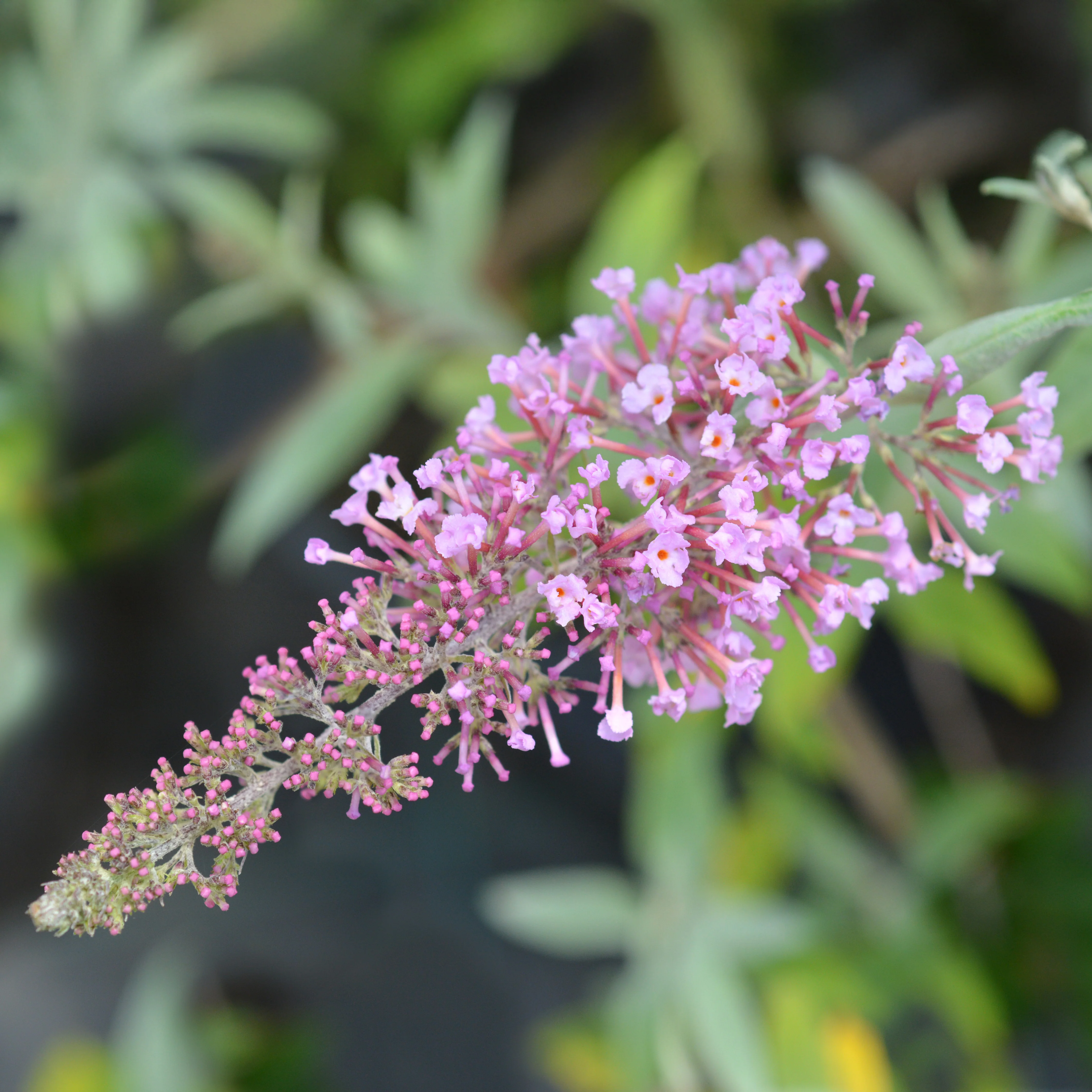 Buddleja 'Pink Delight' Shrub - Image 2