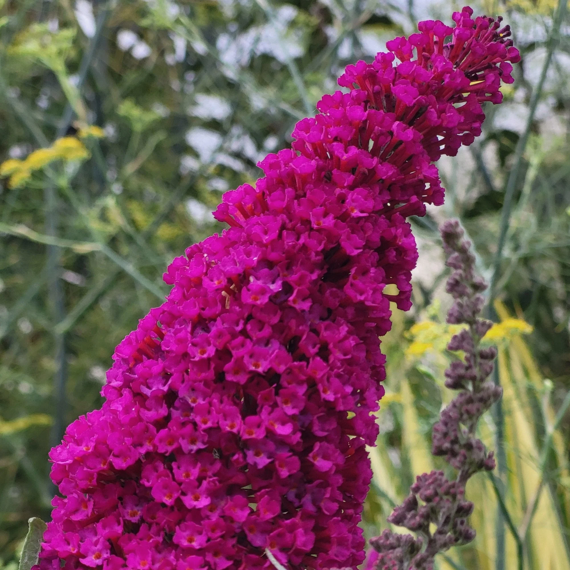 Buddleja 'Royal Red' Shrub