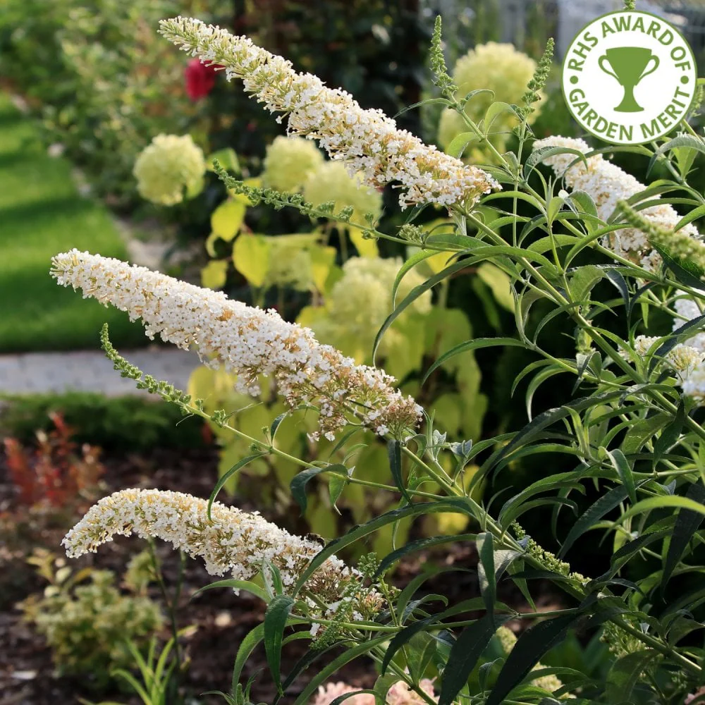 Buddleja davidii 'White Profusion' Shrub