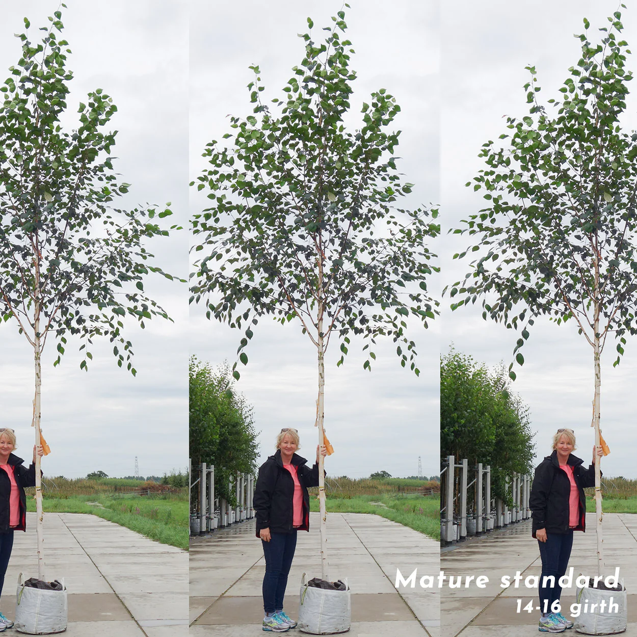 Himalayan Birch Trees Bundle of 3 - Image 4