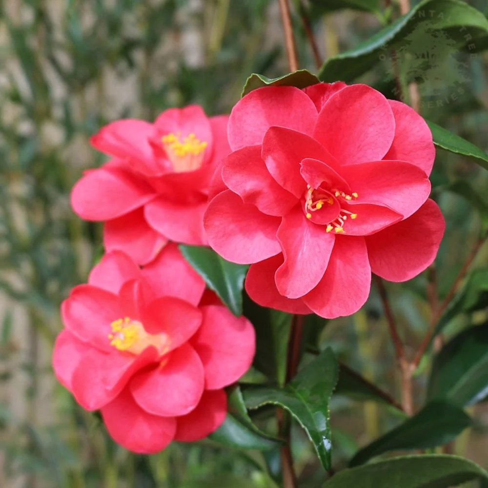 Camellia reticulata 'Mary Williams' Shrub
