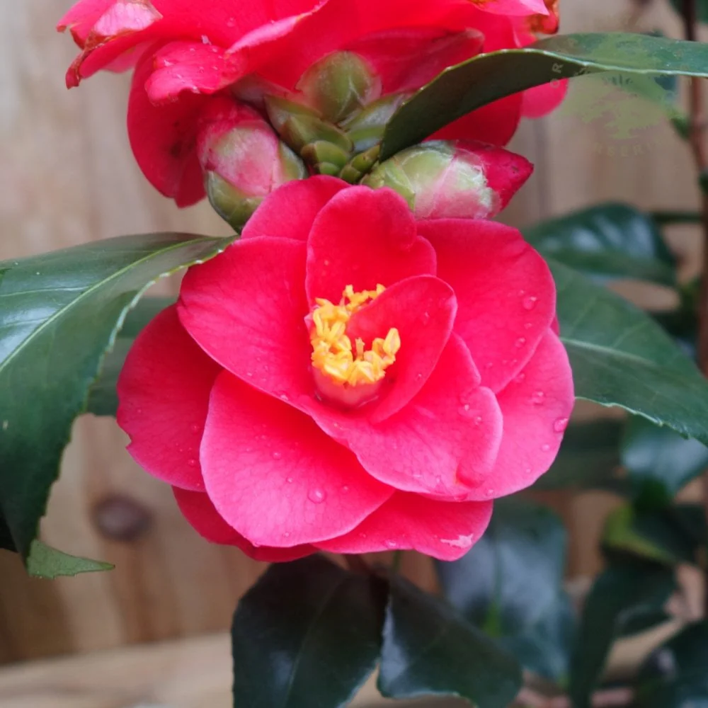 Camellia reticulata 'Mary Williams' Shrub - Image 2