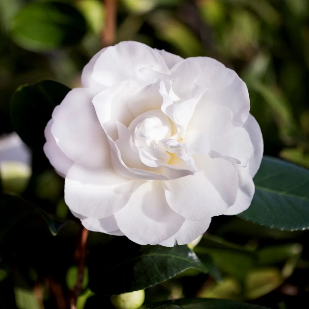 Camellia 'Swan Lake' Shrub