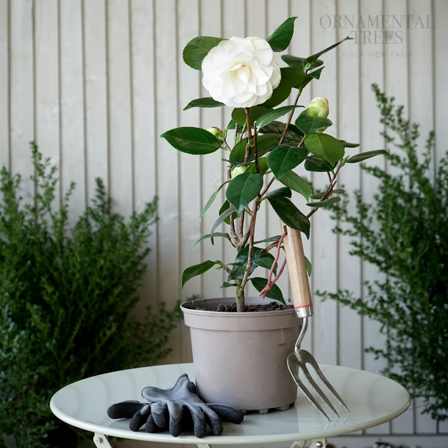 Camellia 'Swan Lake' Shrub - Image 2