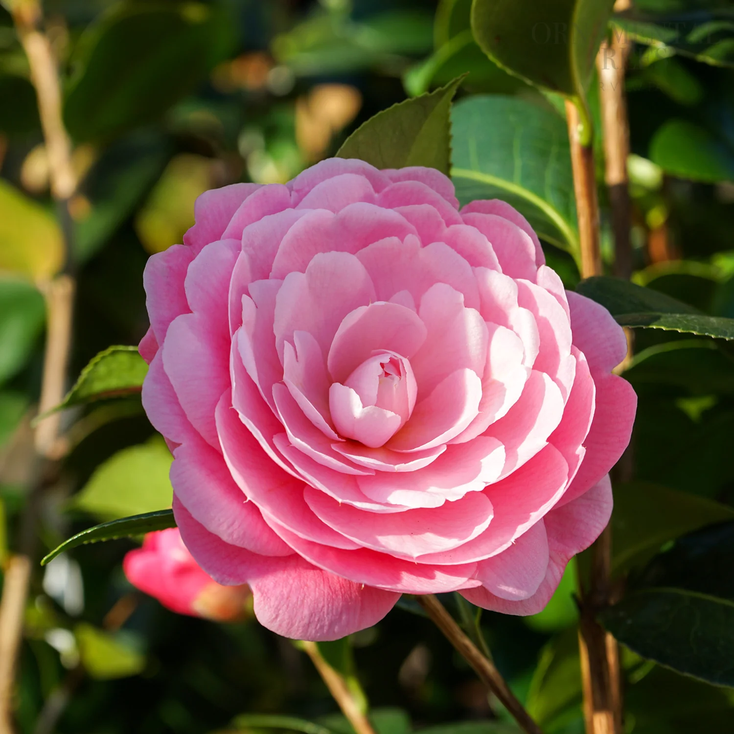 Camellia x williamsii 'E G Waterhouse'