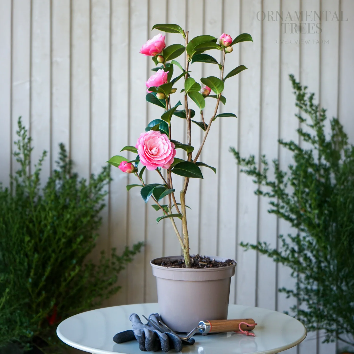 Camellia x williamsii 'E G Waterhouse' - Image 2