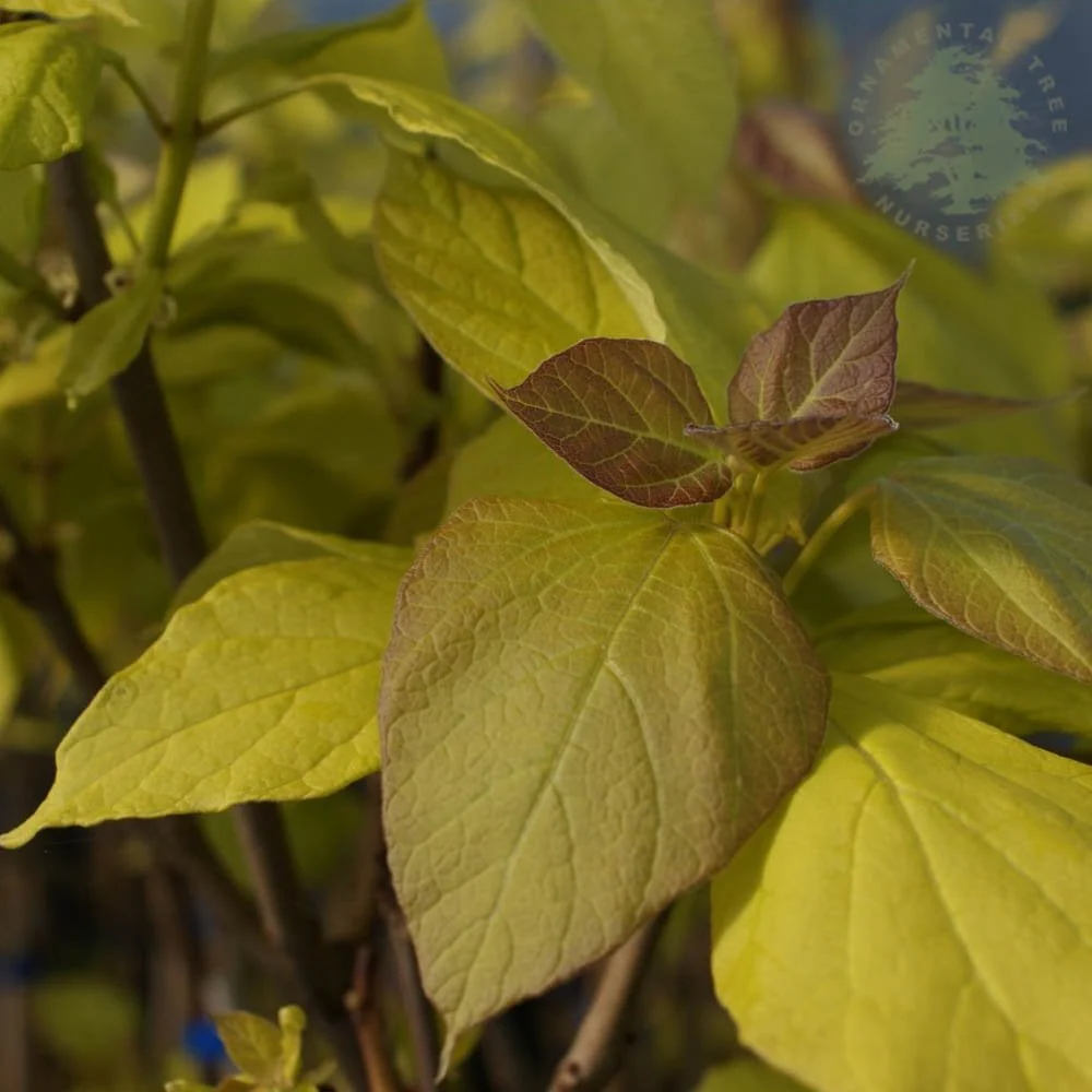 Catalpa bignonioides 'Aurea' Tree - Image 2