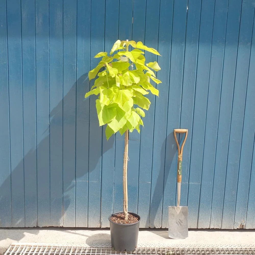 Catalpa bignonioides 'Aurea' Tree - Image 3