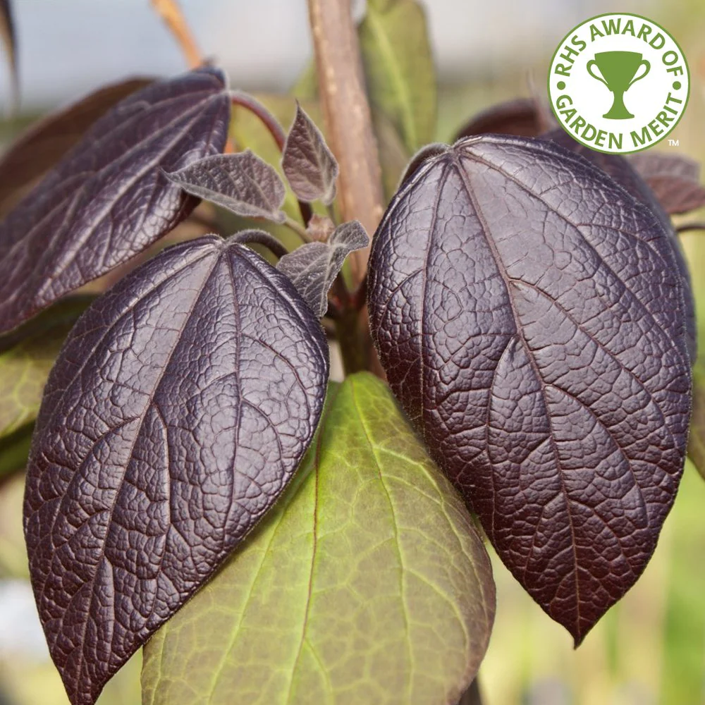 Catalpa erubescens 'Purpurea' Tree