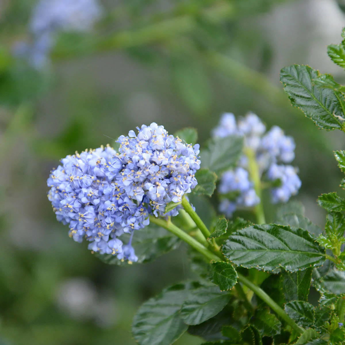 Ceanothus 'Blue Mound' Shrub