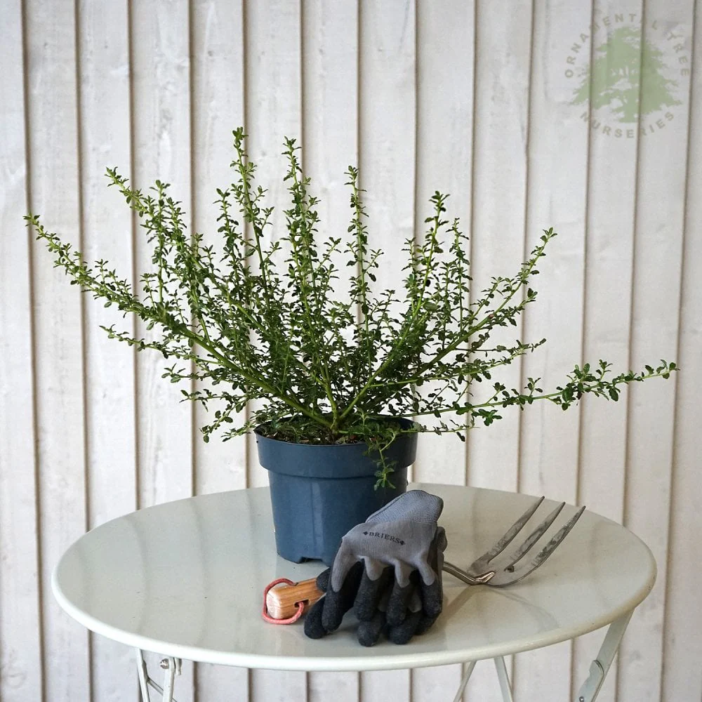Ceanothus 'Blue Mound' Shrub - Image 2