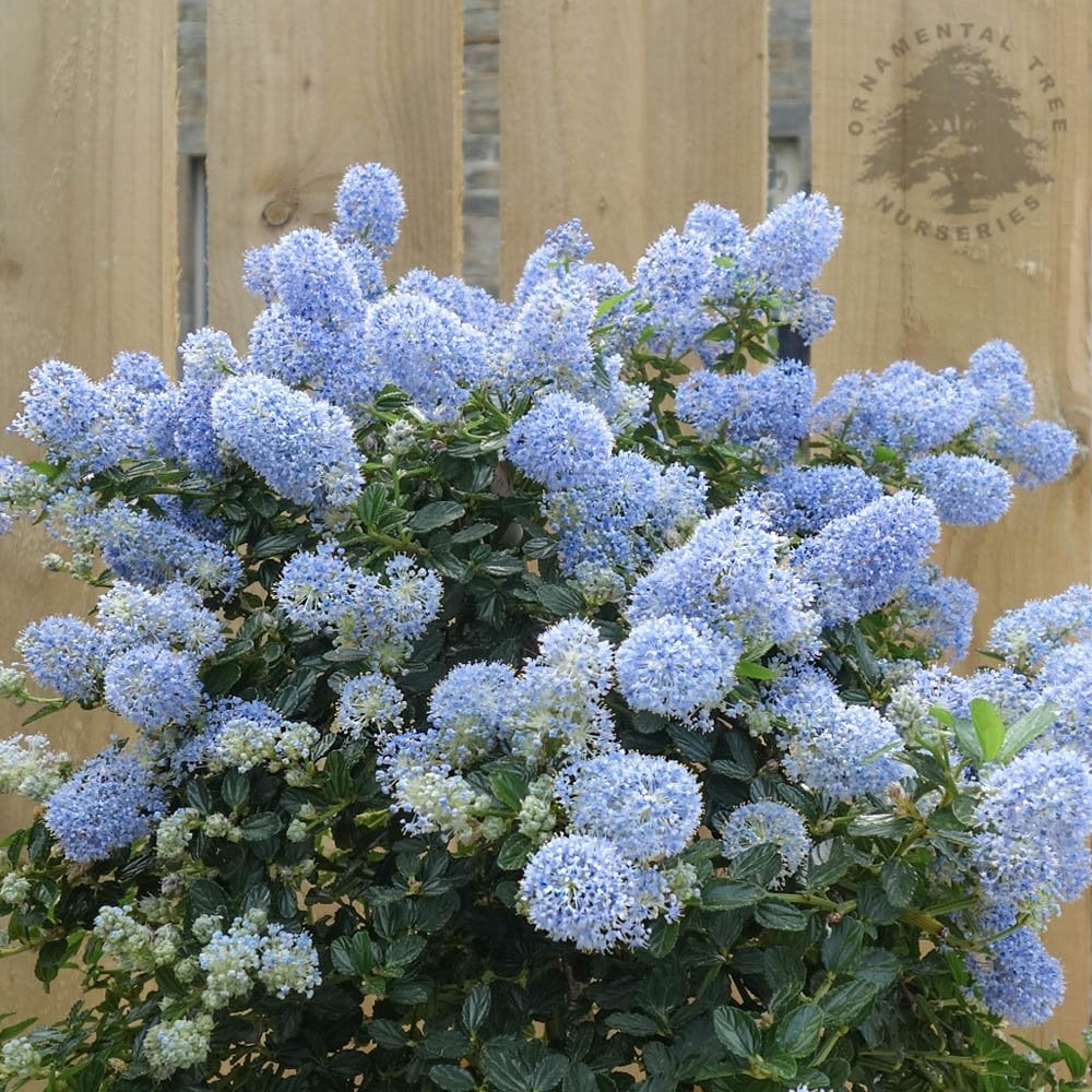 Ceanothus thyrsiflorus repens Tree