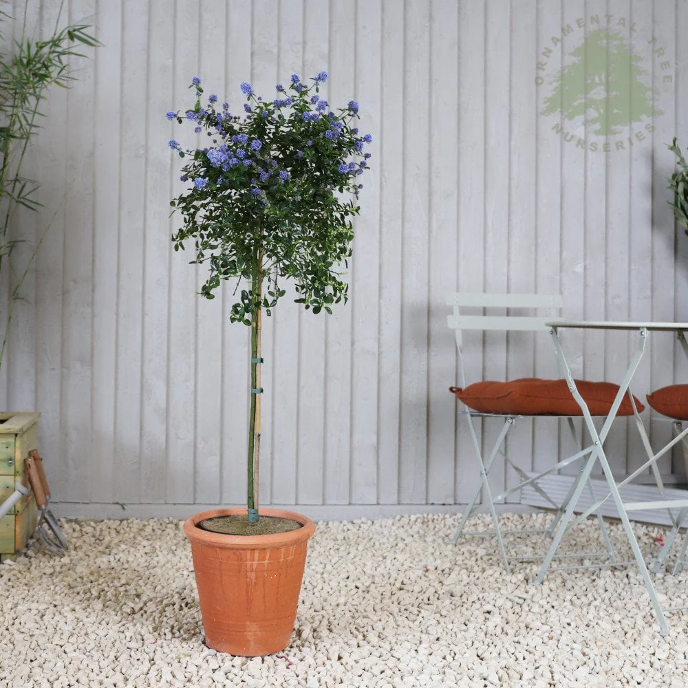 Ceanothus thyrsiflorus repens Tree - Image 2