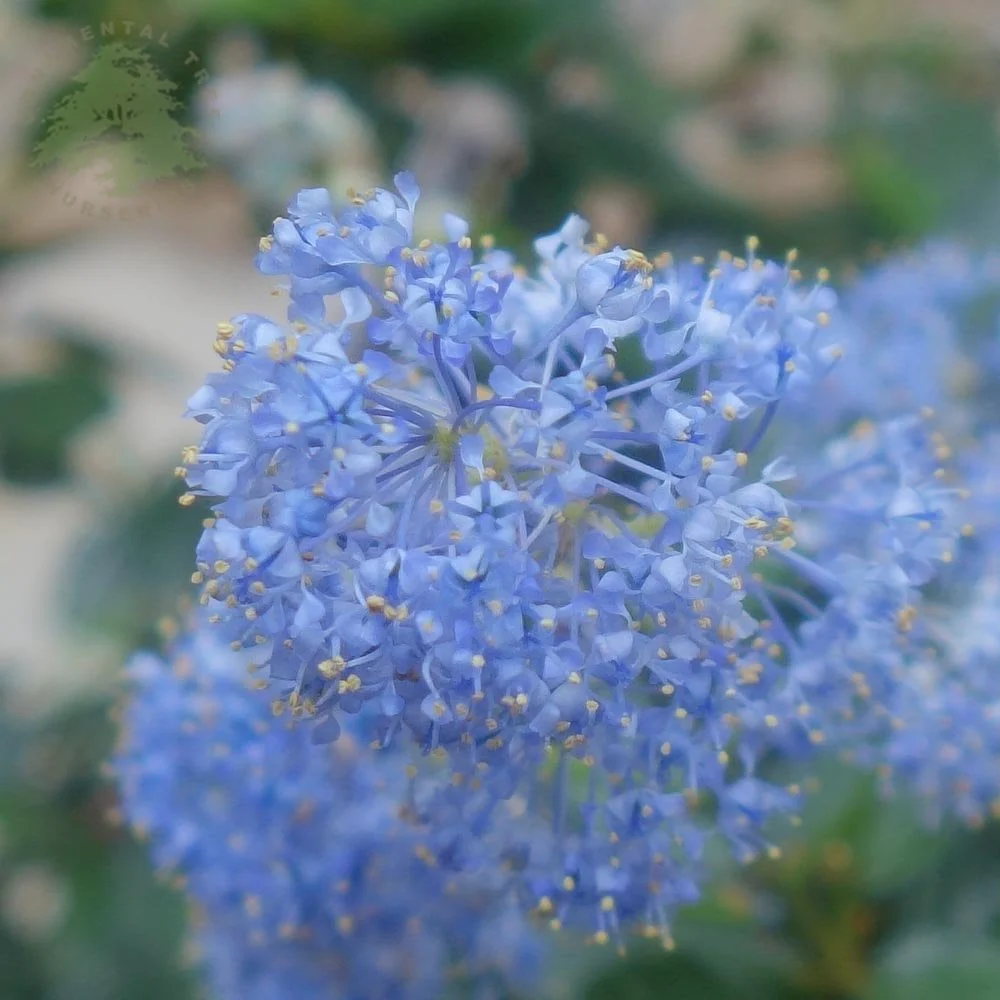 Ceanothus thyrsiflorus repens Tree - Image 3