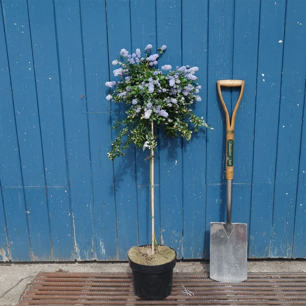 Ceanothus thyrsiflorus repens Tree - Image 4