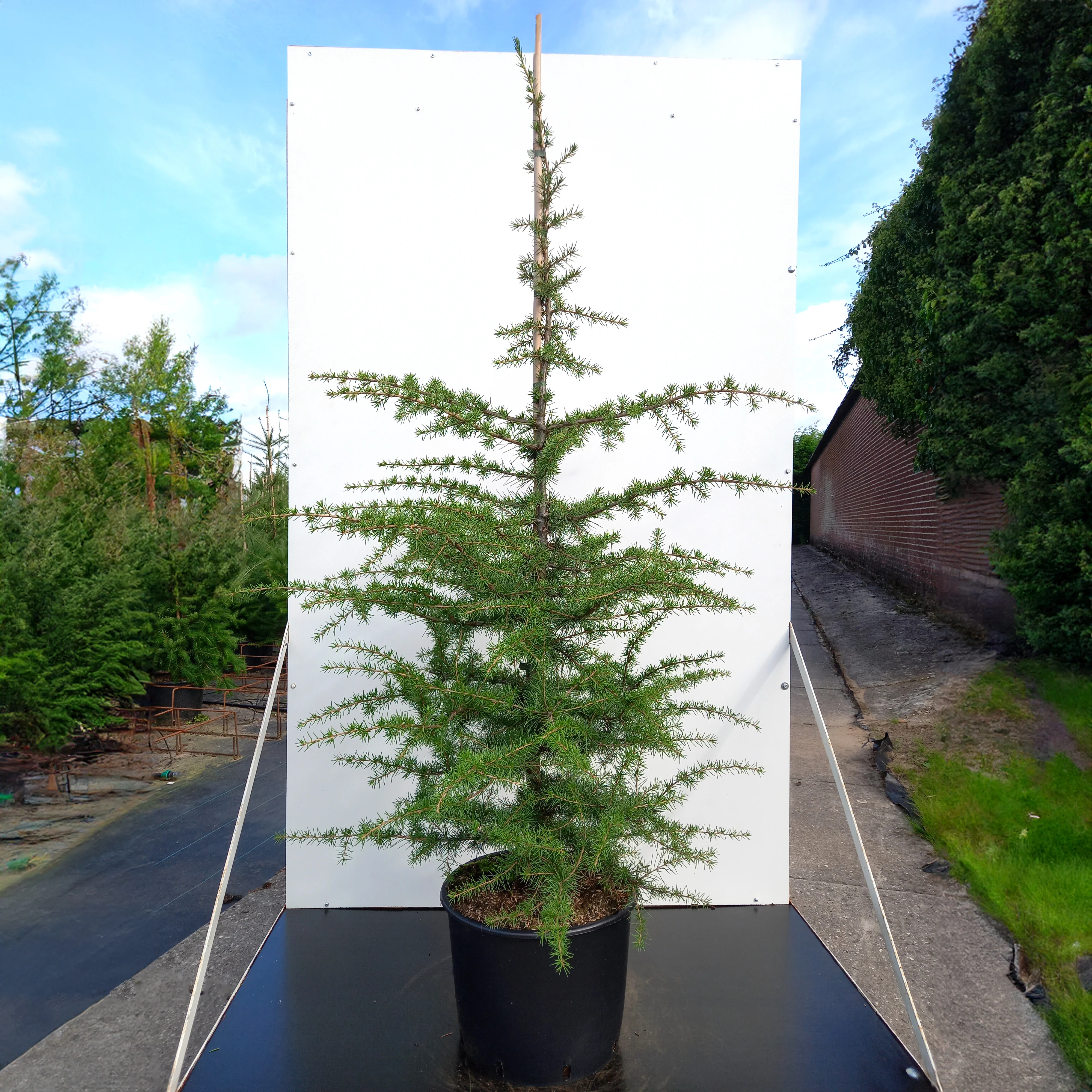 Cedrus libani Tree - Image 4