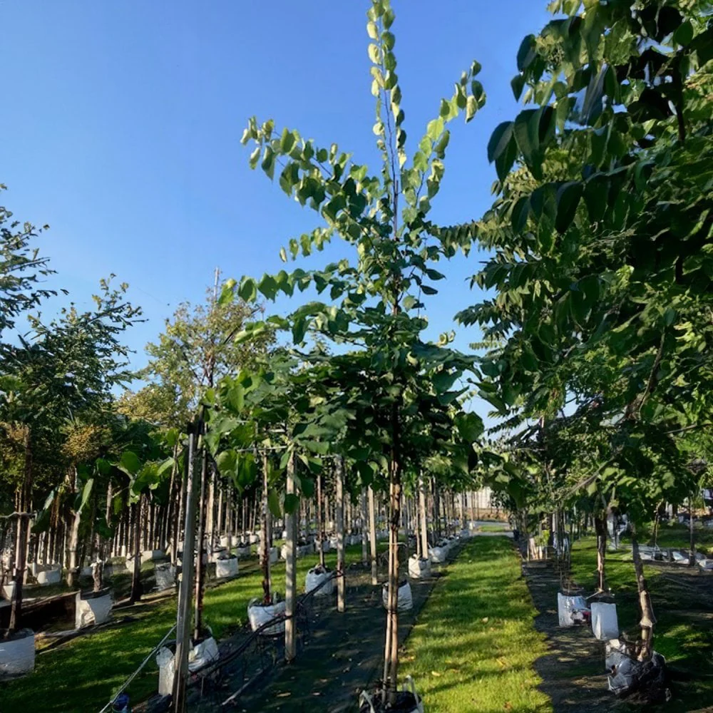 Cercis canadensis Tree - Image 5