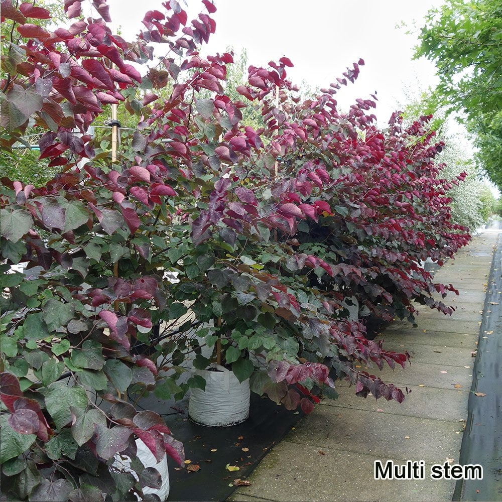 Cercis canadensis 'Forest Pansy' Tree - Image 7
