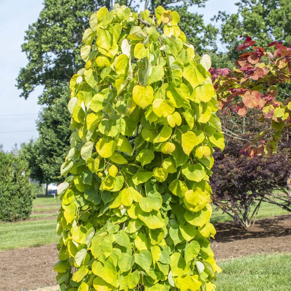 Cercis canadensis Golden Falls Tree
