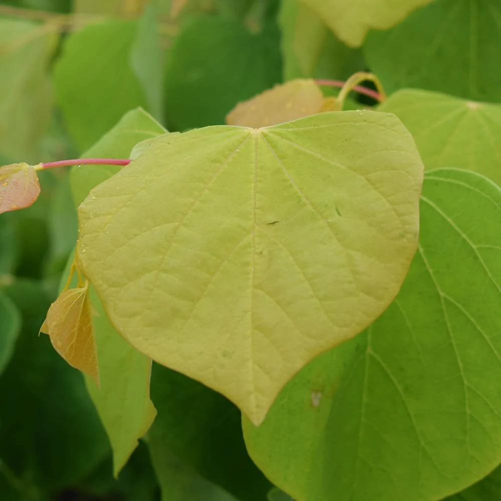 Cercis canadensis Golden Falls Tree - Image 2