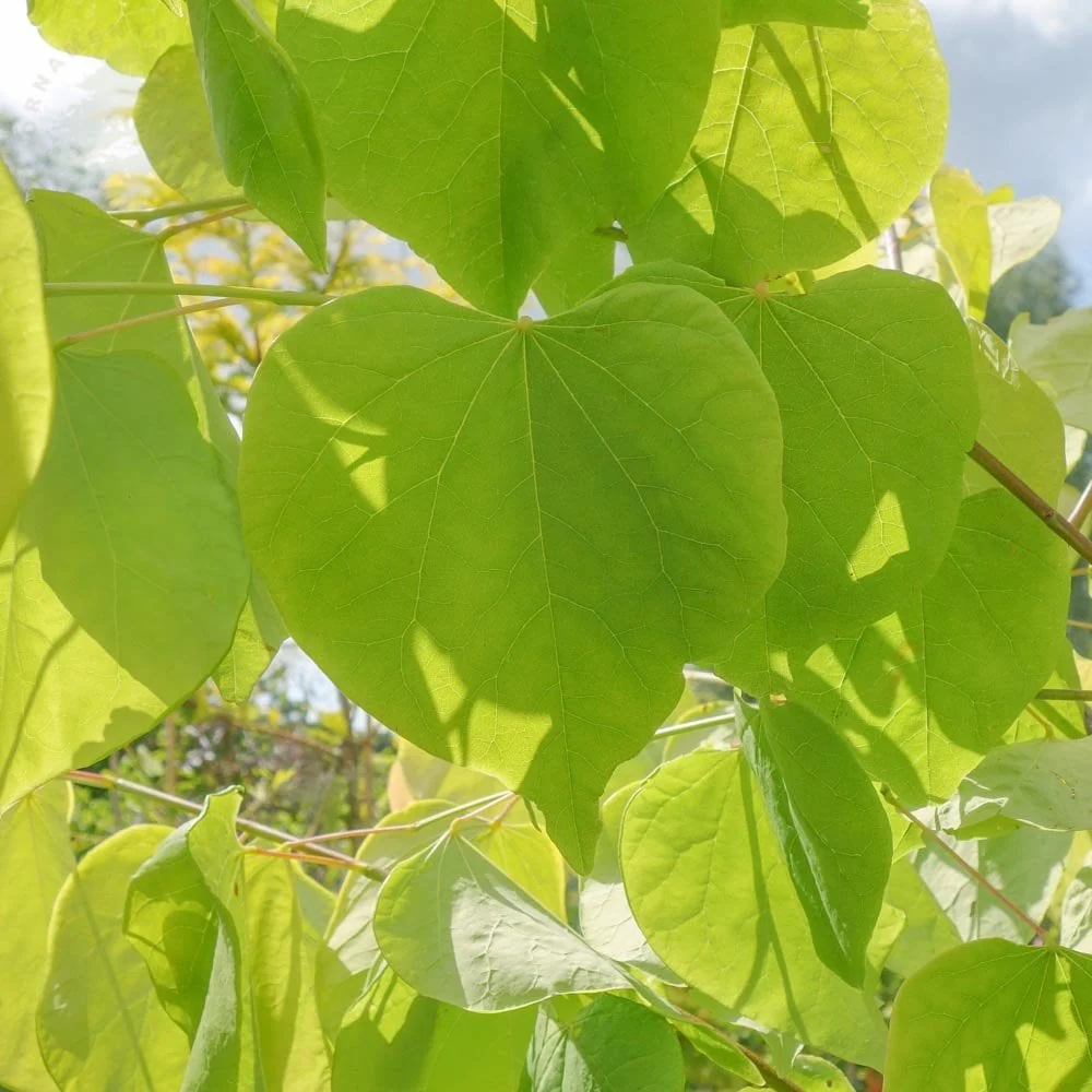 Cercis canadensis 'Hearts of Gold' Tree