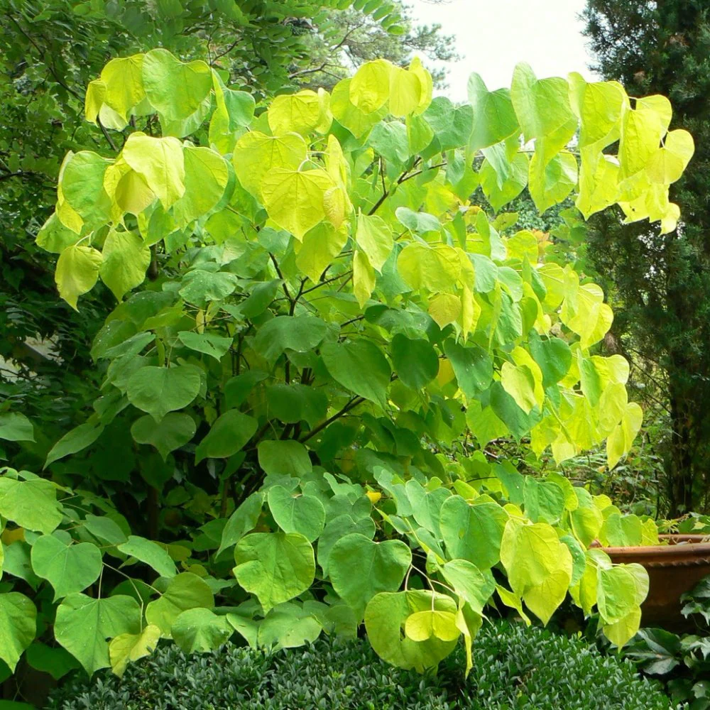 Cercis canadensis 'Hearts of Gold' Tree - Image 2