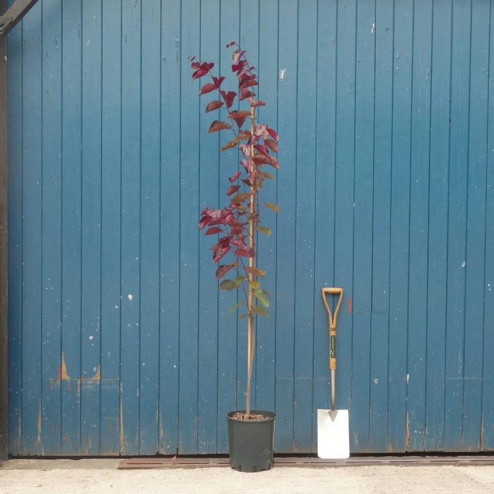 Cercis canadensis 'Merlot' Tree - Image 3