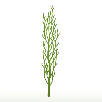 Chamaecyparis lawsoniana 'Columnaris Glauca' Tree - Image 3