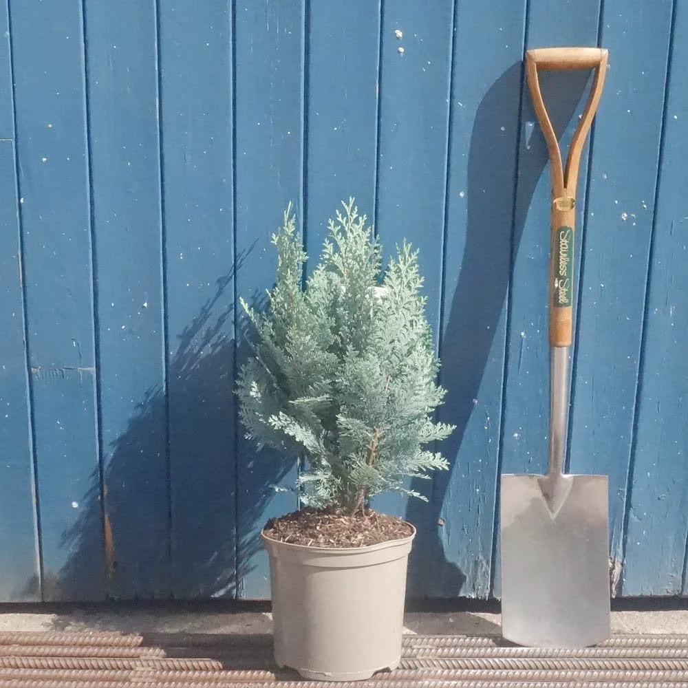 Chamaecyparis lawsoniana 'Columnaris Glauca' Tree - Image 4