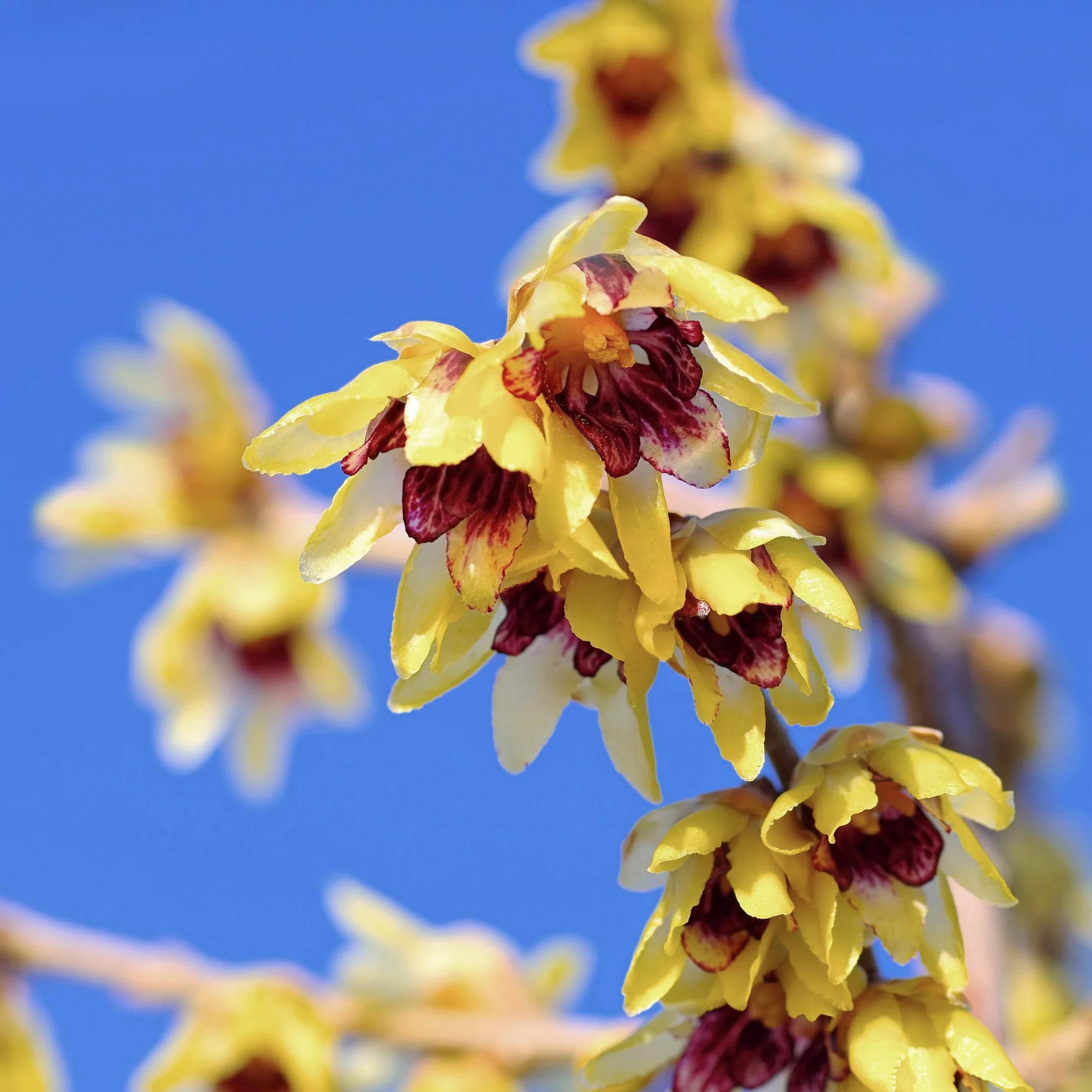 Chimonanthus praecox
