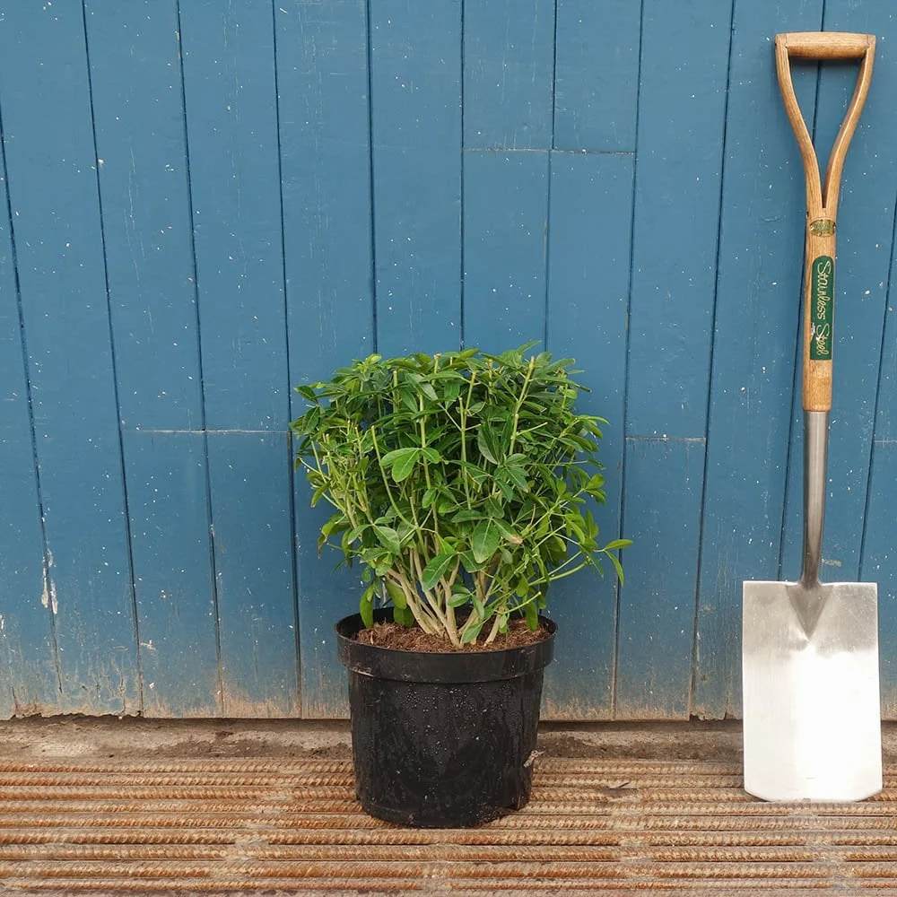 Choisya ternata Shrub - Image 2