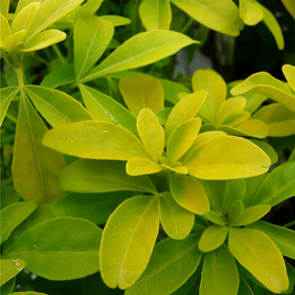 Choisya ternata 'Sundance' Shrub - Image 2
