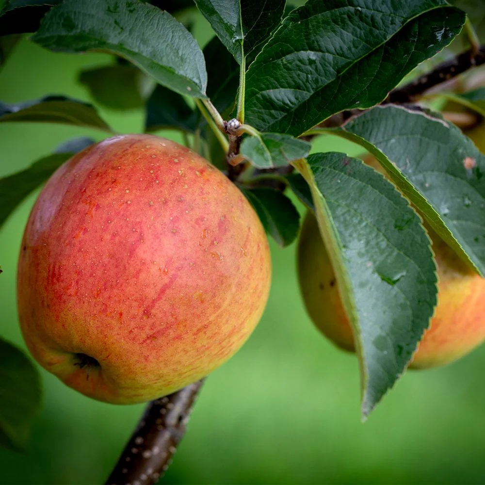 Assorted Eating Apple Trees - Image 2