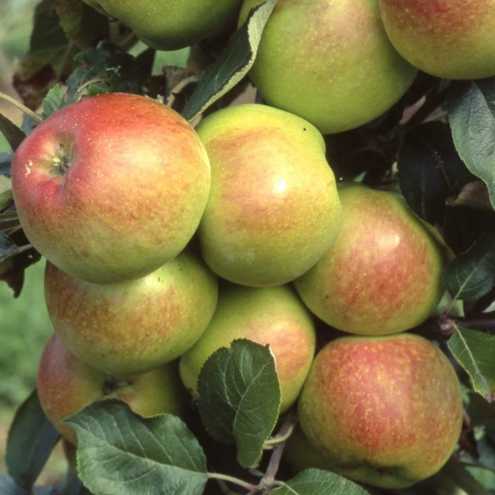 Assorted Eating Apple Trees - Image 3