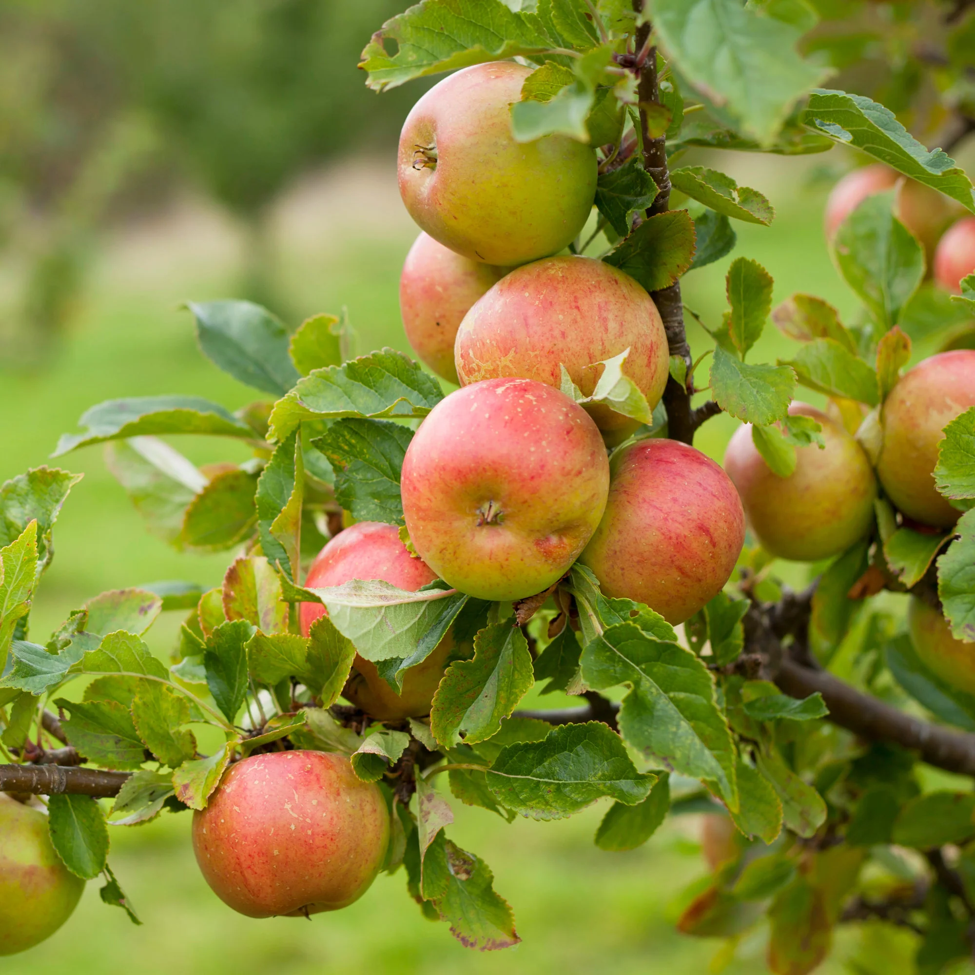 Assorted Eating Apple Trees - Image 6