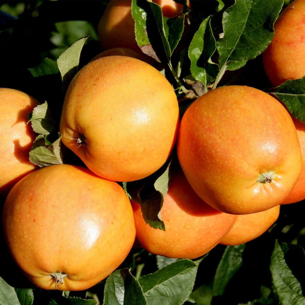Assorted Eating Apple Trees - Image 7
