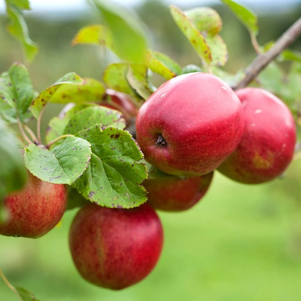 Assorted Eating Apple Trees - Image 8