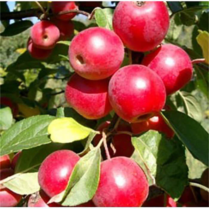 Malus 'Gorgeous' Tree