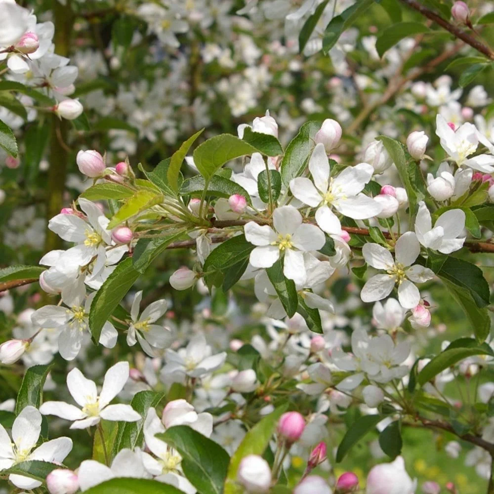 Assorted Crab Apple Trees - Image 4