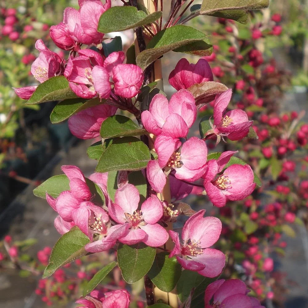 Assorted Crab Apple Trees - Image 6