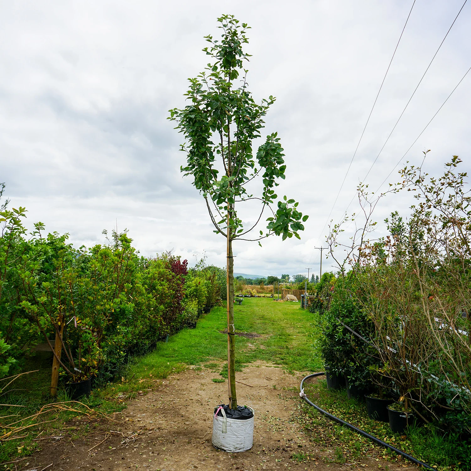 Assorted Mature Apple Trees - Image 2