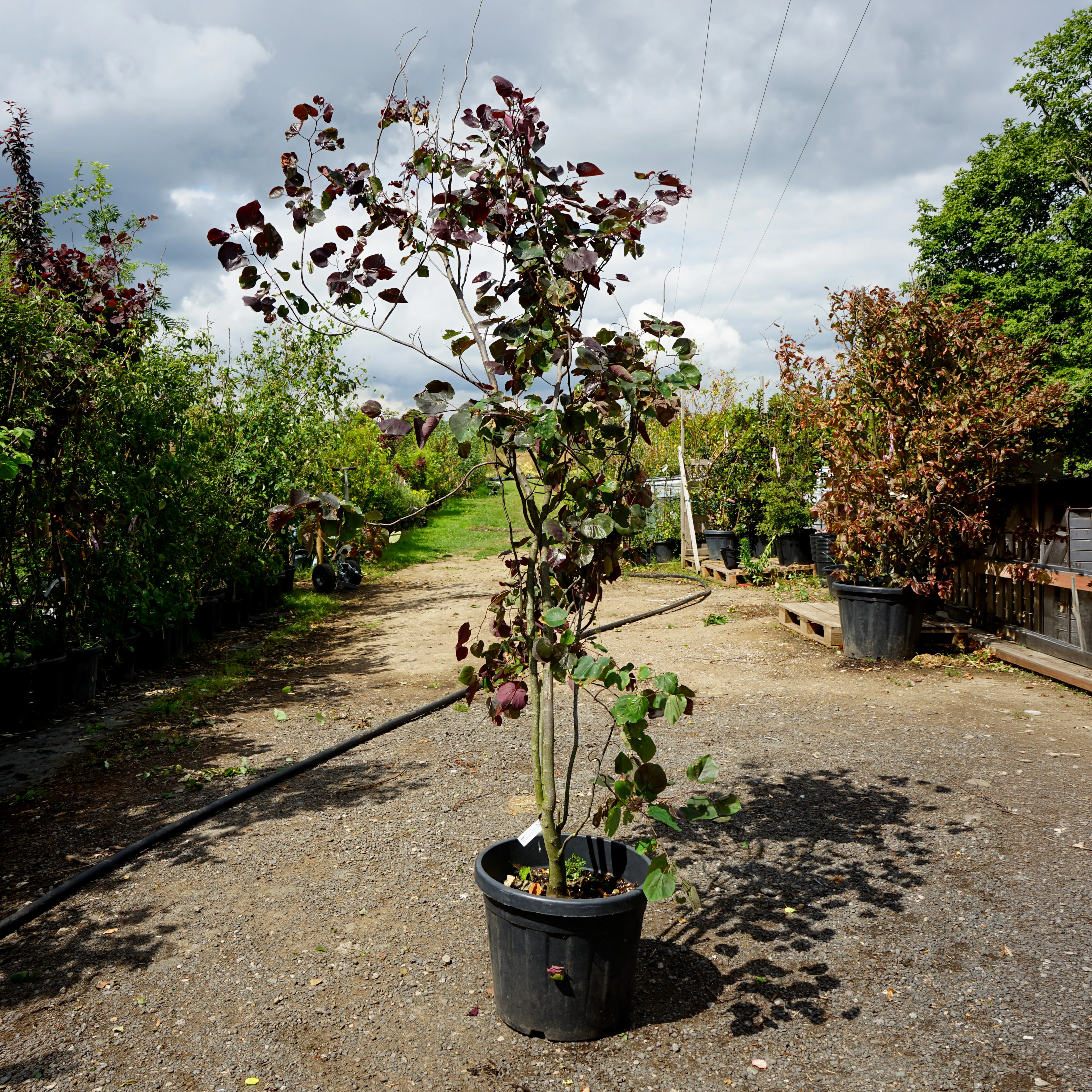 Assorted Mature Cercis Trees - Image 3