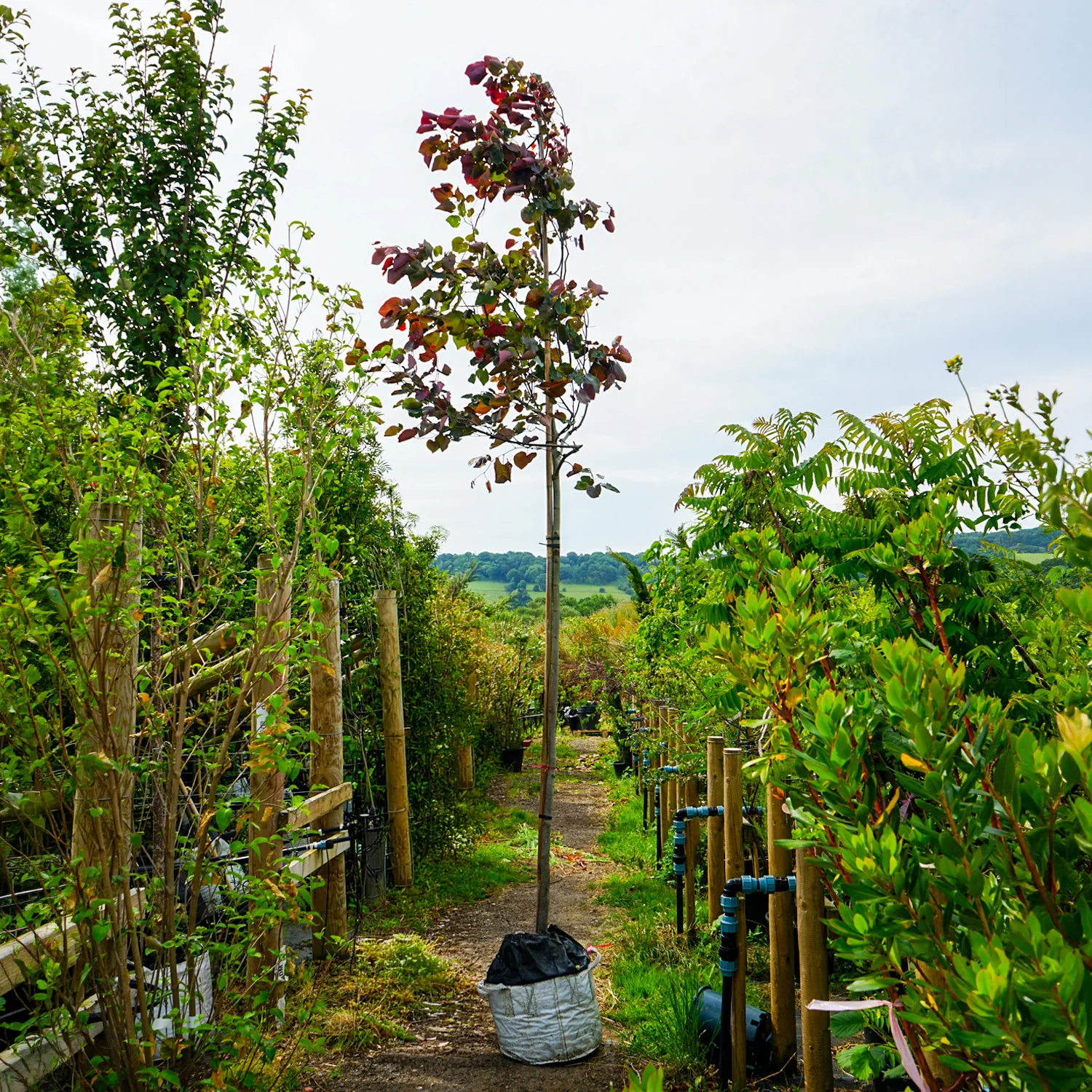 Assorted Mature Cercis Trees - Image 4